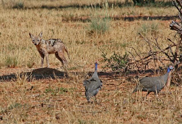 253 Okonjima, okonjima bush camp, jakhals en helmparelhoen.JPG